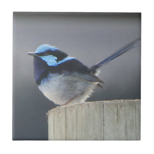 Azulejo Cute Superb Fairywren 