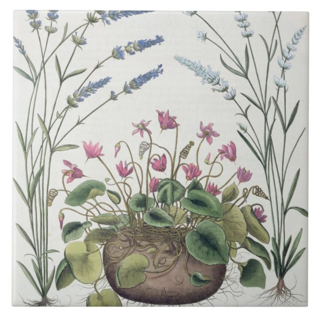 Azulejo Cyclamen y lavanda: 1.Cyclamen Romanum; 2.Spica (Frente)