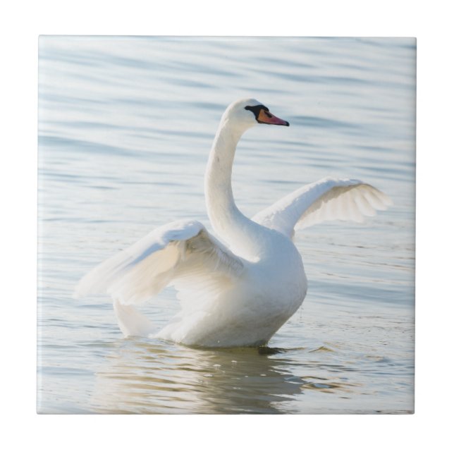 Azulejo Cygnus cisne blanco (Frente)
