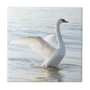 Azulejo Cygnus cisne blanco
