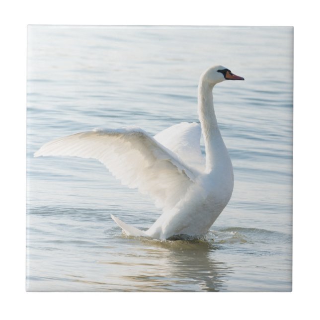 Azulejo Cygnus cisne blanco (Frente)