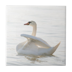 Azulejo Cygnus cisne blanco