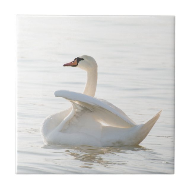 Azulejo Cygnus cisne blanco (Frente)