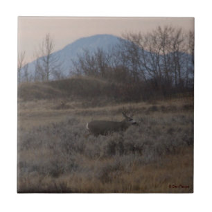 Azulejo D12 Mule Deer Buck and Sweet Grass Hills