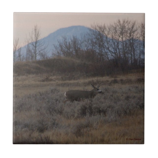 Azulejo D12 Mule Deer Buck and Sweet Grass Hills (Frente)