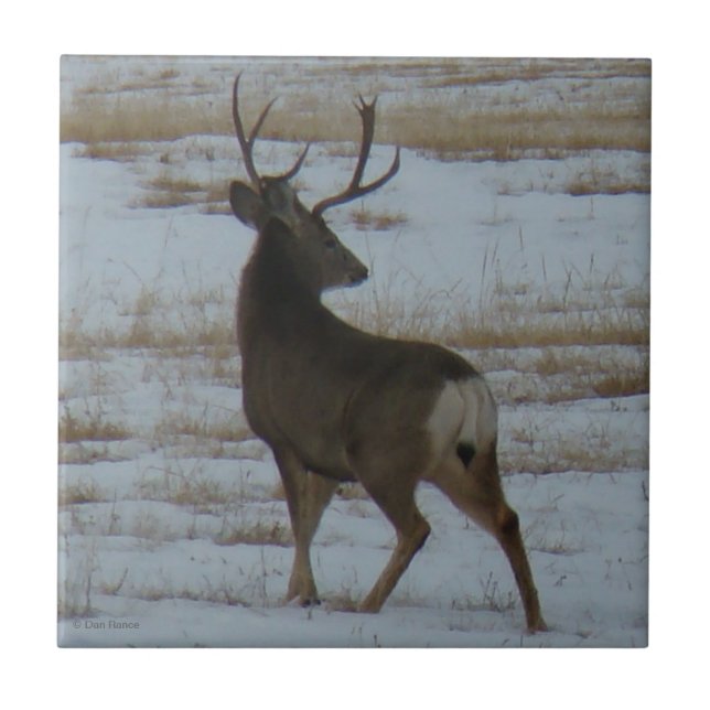 Azulejo D15 Mule Deer Buck (Frente)