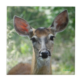 Azulejo D33 White-tailed Deer Doe