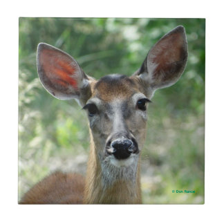 Azulejo D33 White-tailed Deer Doe