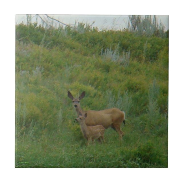Azulejo D5 Mule Deer Doe and Fawn (Frente)