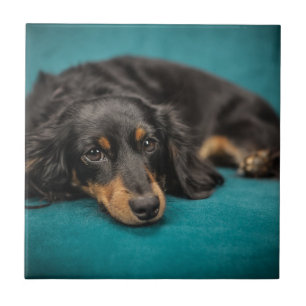 Azulejo Dachshund lindo que coloca
