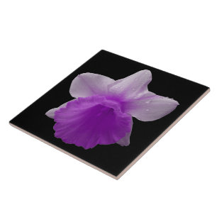 Azulejo Daffodil Púrpura Tile