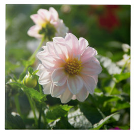 Azulejo Dahlia blanca en la foto del jardín