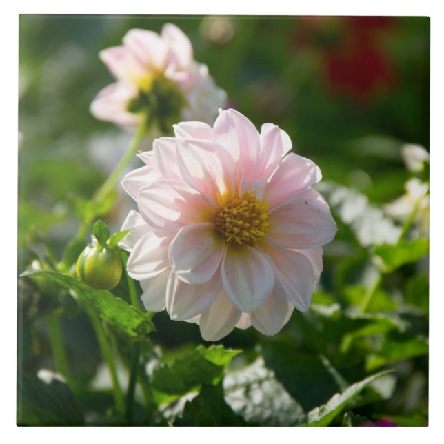 Azulejo Dahlia blanca en la foto del jardín (Frente)