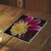 Dahlia Flor Anémona Rosa Floración