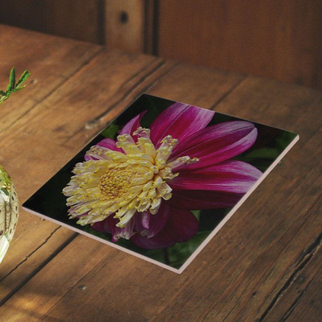 Azulejo Dahlia Flor Anémona Rosa Floración (In Situ)