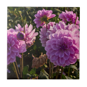 Azulejo Dahlias, granja dahlia, Canby, Oregón, EE.UU. 5
