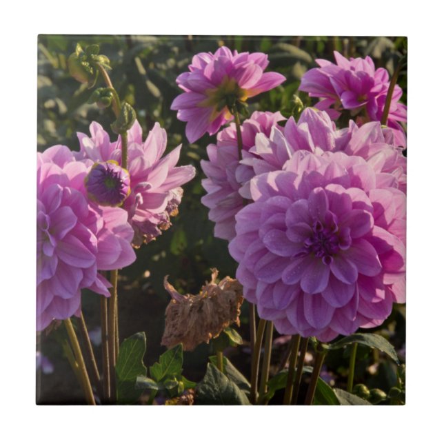 Azulejo Dahlias, granja dahlia, Canby, Oregón, EE.UU. 5 (Frente)