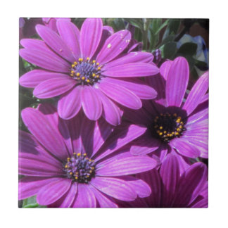 Azulejo Daisises africanos morados