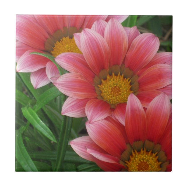 Azulejo Daisy africano (Frente)