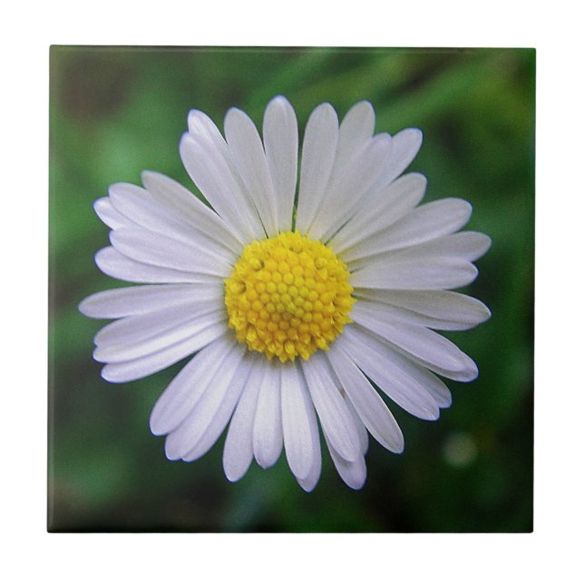 Azulejo Daisy amarillo-blanco brillante (Frente)