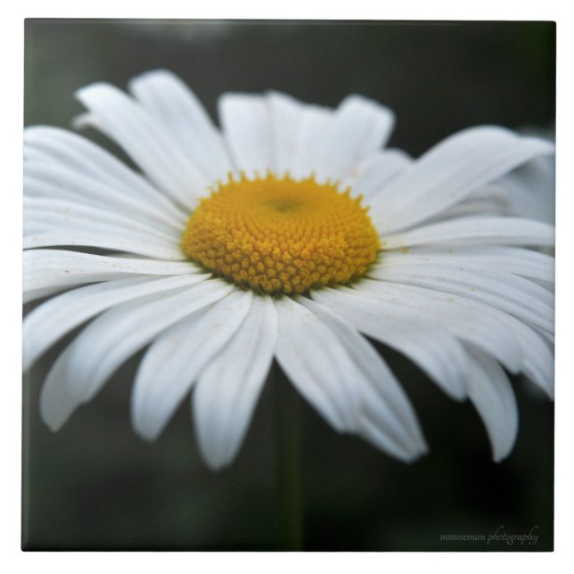 Azulejo Daisy - Cara arriba (Frente)