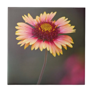 Azulejo Daisy del desierto rosa y amarillo