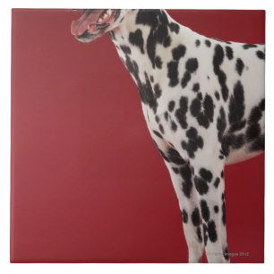 Azulejo Dalmatian 6