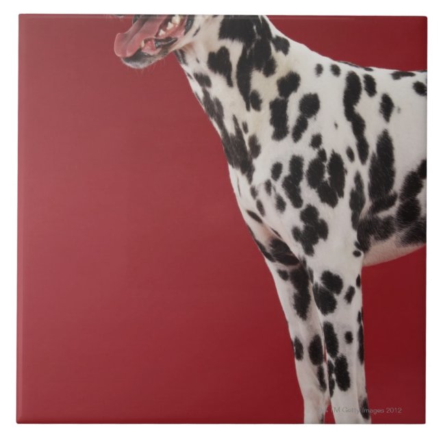 Azulejo Dalmatian 6 (Frente)
