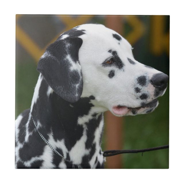 Azulejo Dalmatian adorable (Frente)