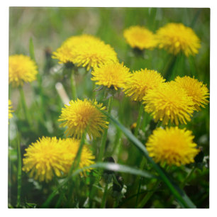 Azulejo Dandelion Flowers Dandelions Yellow Green