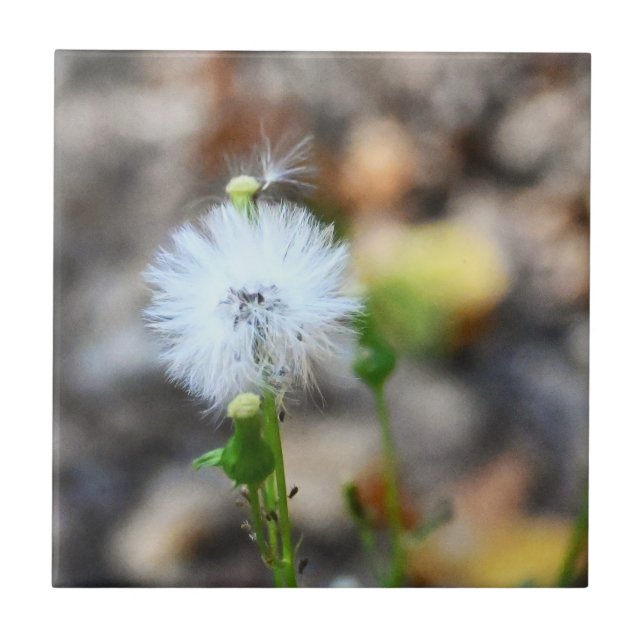 Azulejo Dandelion Seeds Tile (Frente)