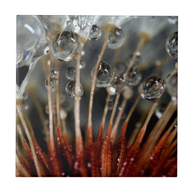 Azulejo Dandelion y gotas de agua, CA (Frente)