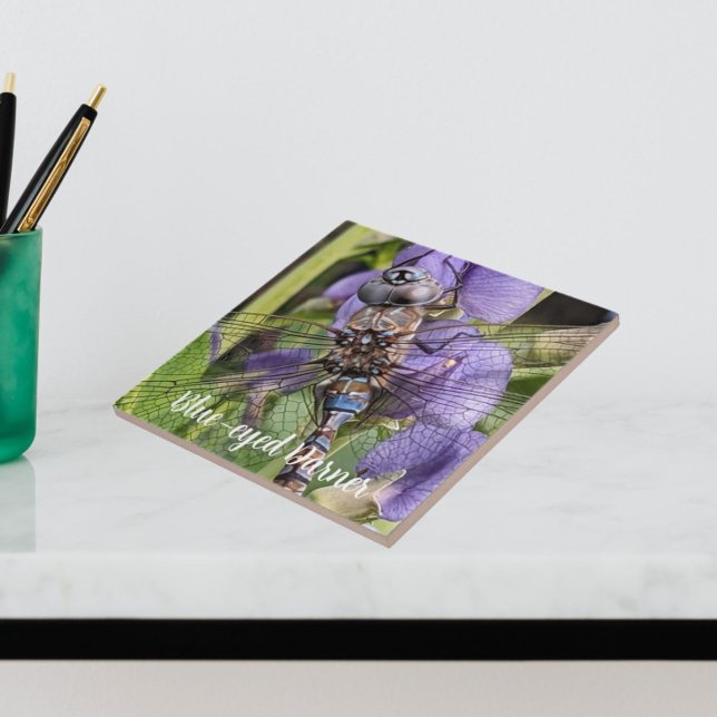 Azulejo Darner Dragonfly de ojos azules sobre la flor (In Situ)