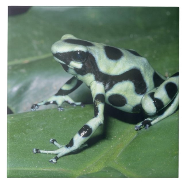 Azulejo Dart Frog venenoso (Dendrobates auratus) Cahuita (Frente)