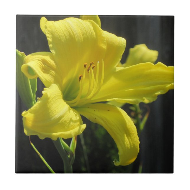 Azulejo Daylily amarillo (Frente)