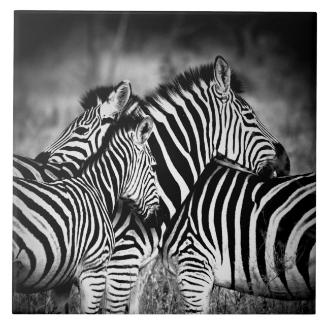 Azulejo Dazzle de cebra (Frente)