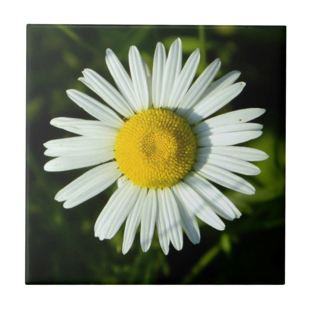 Azulejo Dazzling Daisy (Frente)