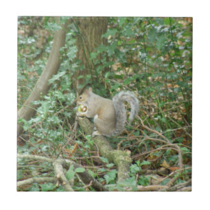 Azulejo de Ardilla con Bellota