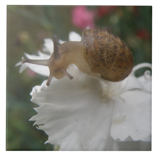 Azulejo de Caracol de Jardín y Clavel Blanco (Frente)