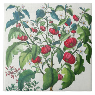 Azulejo De Cerámica 1.Solanum Pomiferum; 2.Amaracus vulgaris, de