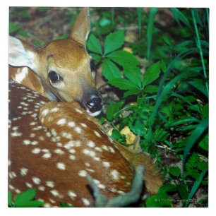 AZULEJO DE CERÁMICA 24114390