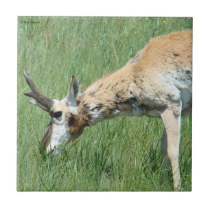 Azulejo De Cerámica A11 Pronghorn Antílope Pastando