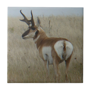 Azulejo De Cerámica A22 Antelope Pronghorn Big Buck