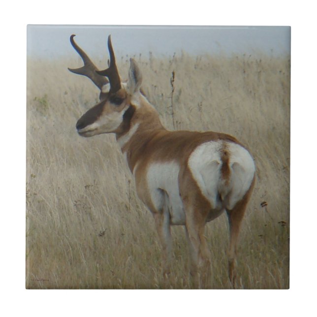 Azulejo De Cerámica A22 Pronghorn Antelope Big Buck (Frente)