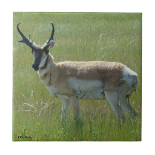 Azulejo De Cerámica A36 Pronghorn Antelope Buck