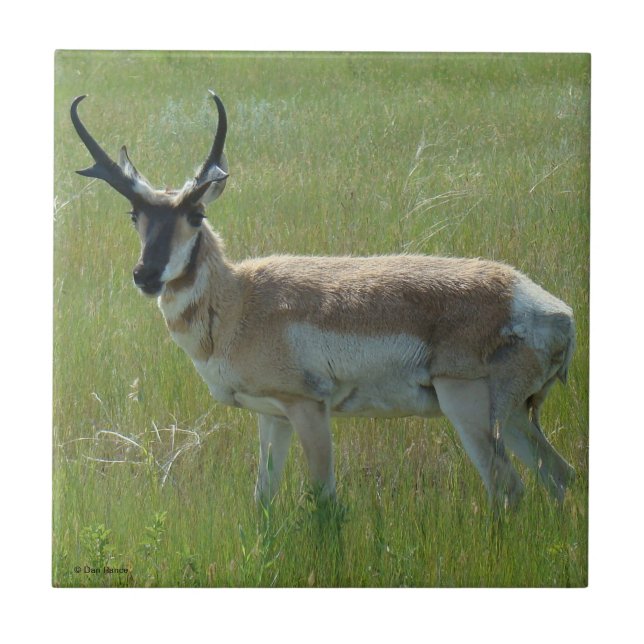 Azulejo De Cerámica A36 Pronghorn Antelope Buck (Frente)