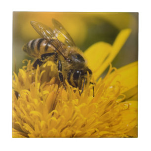 Azulejo De Cerámica Abeja Melífera Africana con Sacos de Polen Aliment