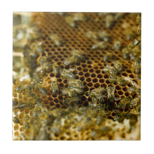 Azulejo De Cerámica Abejas En Colmena, Cabo Occidental, Sudáfrica