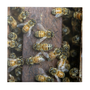 Azulejo De Cerámica Abejas melíferas ocupadas en la colmena
