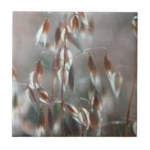 Azulejo De Cerámica Acejas maduras (Avena Sativa) Cerca. Cáceres, Bol